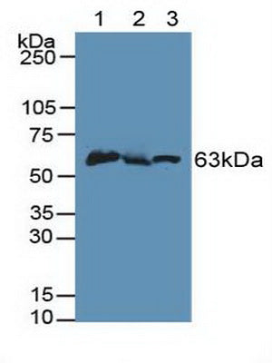 Polyclonal Antibody to PTEN Induced Putative Kinase 1 (PINK1)