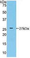 Polyclonal Antibody to Fibroblast Growth Factor Receptor Like Protein 1 (FGFRL1)