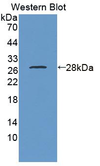 Polyclonal Antibody to Autophagy Related Protein 7 (ATG7)