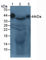 Polyclonal Antibody to Alpha-2-Glycoprotein 1, Zinc Binding (aZGP1)