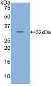 Polyclonal Antibody to CASP8 And FADD Like Apoptosis Regulator (CFLAR)