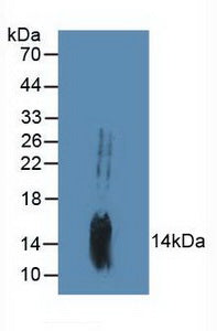 Polyclonal Antibody to Growth Arrest And DNA Damage Inducible Protein Beta (GADD45b)