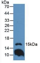 Polyclonal Antibody to Interleukin 1 Family, Member 9 (IL1F9)