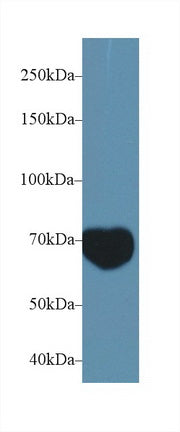 Polyclonal Antibody to Mindbomb Homolog 2 (MIB2)