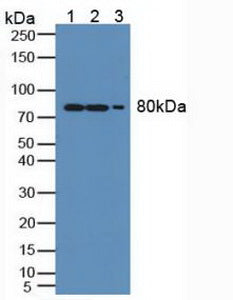 Polyclonal Antibody to Myxovirus Resistance 1 (MX1)