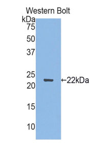 Polyclonal Antibody to Semaphorin 3F (SEMA3F)