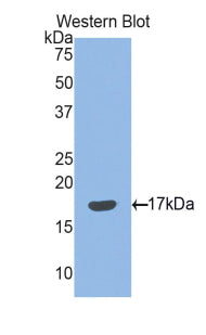 Polyclonal Antibody to Semaphorin 3F (SEMA3F)