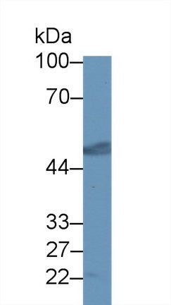 Polyclonal Antibody to Proliferation Associated Protein 2G4 (PA2G4)