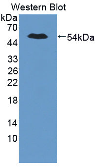 Polyclonal Antibody to Pygopus Homolog 2 (PYGO2)