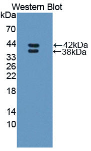 Polyclonal Antibody to Resistin Like Beta (RETNLb)