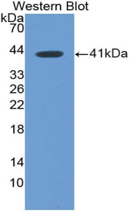 Polyclonal Antibody to Resistin Like Beta (RETNLb)