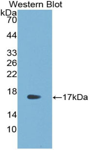 Polyclonal Antibody to R-Spondin 1 (RSPO1)