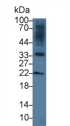 Polyclonal Antibody to R-Spondin 3 (RSPO3)