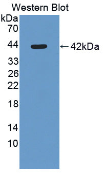 Polyclonal Antibody to Secreted Ly6/uPAR Related Protein 1 (SLURP1)