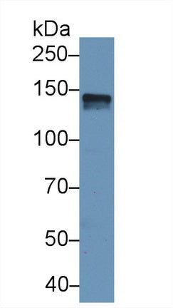 Polyclonal Antibody to SPARC Like Protein 1 (SPARCL1)