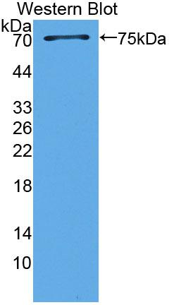 Polyclonal Antibody to Transcription Factor Dp1 (TFDP1)