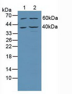 Polyclonal Antibody to TNFRSF1A Associated Via Death Domain Protein (TRADD)