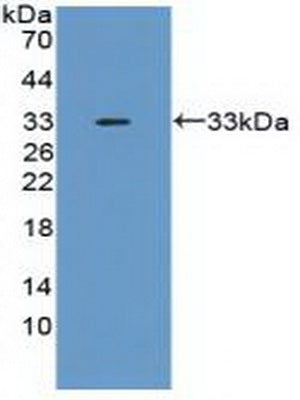 Polyclonal Antibody to Tumor Necrosis Factor Alpha Induced Protein 6 (TNFaIP6)