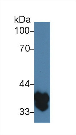 Polyclonal Antibody to Transmembrane Protein 173 (TMEM173)