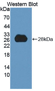 Polyclonal Antibody to Angiopoietin Like Protein 6 (ANGPTL6)