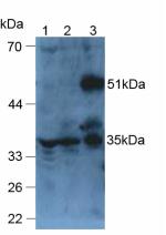 Polyclonal Antibody to Angiopoietin Like Protein 6 (ANGPTL6)