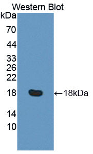 Polyclonal Antibody to Response Gene To Complement 32 (RGC32)