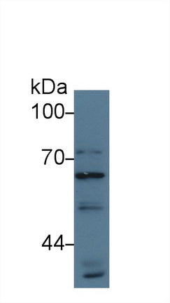 Polyclonal Antibody to Autophagy Related Protein 16 Like Protein 1 (ATG16L1)