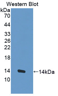 Polyclonal Antibody to Mucin 3B, Cell Surface Associated (MUC3B)