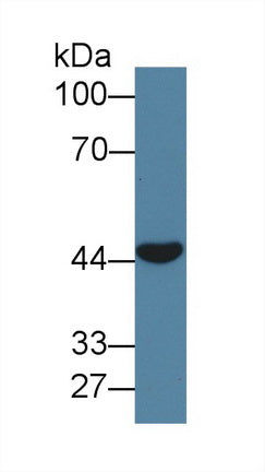 Polyclonal Antibody to C-Type Lectin Domain Family 11, Member A (CLEC11A)