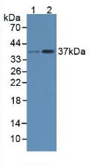 Polyclonal Antibody to RAD51 Homolog (RAD51)