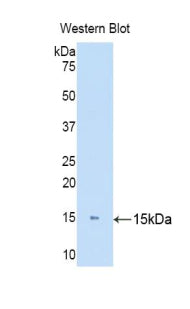 Polyclonal Antibody to Keratin 81 (KRT81)