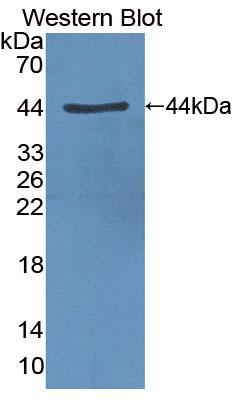 Polyclonal Antibody to Circadian Locomoter Output Cycles Protein Kaput (CLOCK)