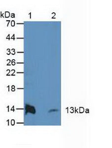 Polyclonal Antibody to Coupling Factor 6 (CF6)