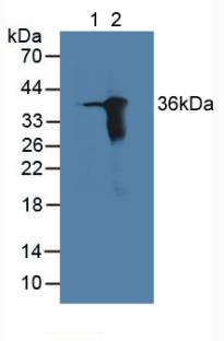 Polyclonal Antibody to Aldose Reductase Like Protein 1 (ARL1)