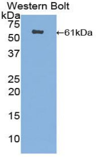 Polyclonal Antibody to CUB And Zona Pellucida Like Domains Protein 1 (CUZD1)