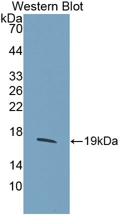 Polyclonal Antibody to Histone Cluster 2, H3a (HIST2H3A)
