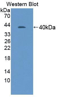 Polyclonal Antibody to Adhesion Molecule With Ig Like Domain Protein 1 (AMIGO1)