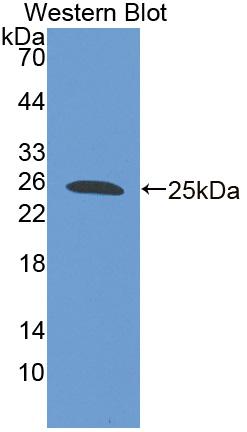 Polyclonal Antibody to Family With Sequence Similarity 5, Member C (FAM5C)