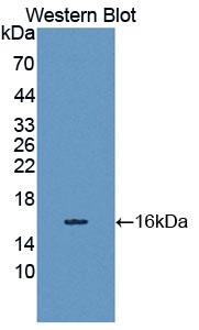 Polyclonal Antibody to Spindlin 3 (SPIN3)