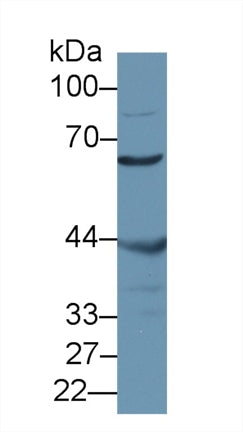 Polyclonal Antibody to Misato Homolog 1 (MSTO1)