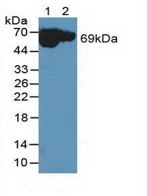 Polyclonal Antibody to NADH Dehydrogenase 5 (ND5)