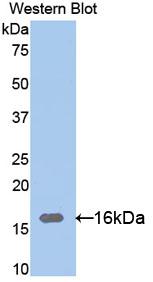 Polyclonal Antibody to Ribonuclease A12 (RNASE12)