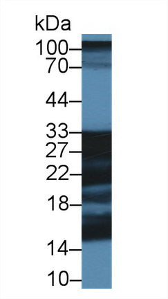 Polyclonal Antibody to Shisa Homolog 4 (SHISA4)