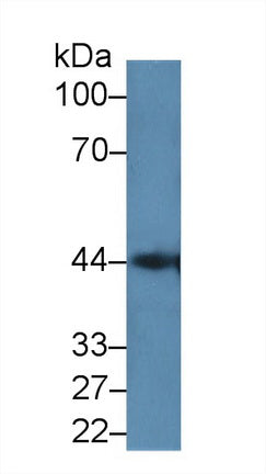 Polyclonal Antibody to Galectin 9C (GAL9C)