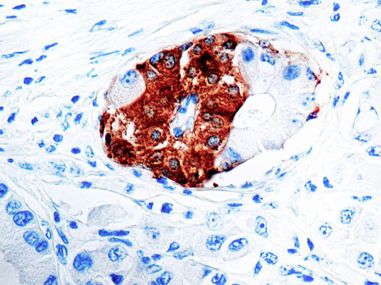 Synaptophysin (SYP02)