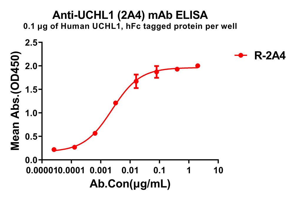 Anti-UCHL1 antibody(2A4), Rabbit mAb