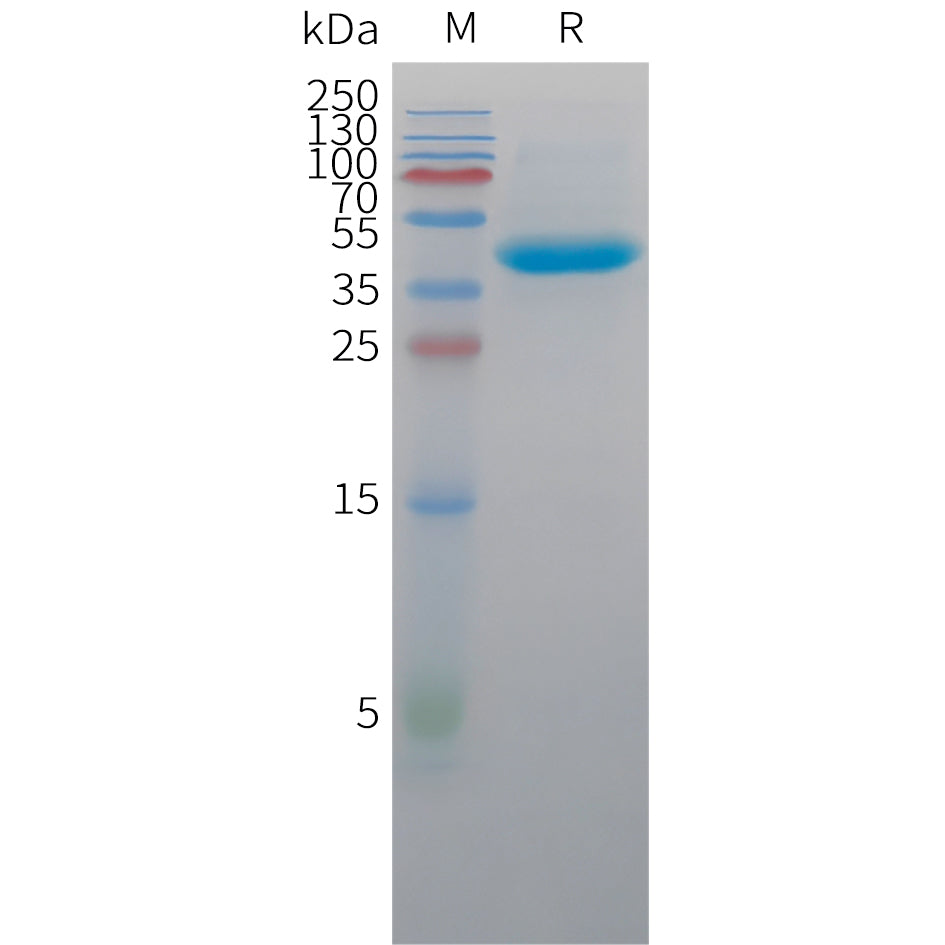 Cynomolgus Nectin-4 Protein, His Tag