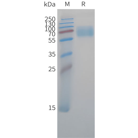 Cynomolgus CD47 Protein, hFc Tag