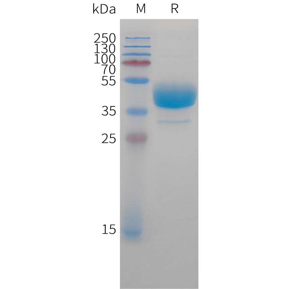 Cynomolgus CXCR3 Protein, hFc Tag