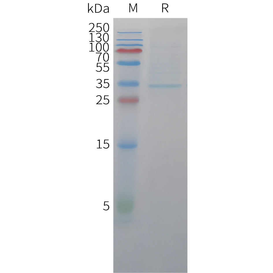 Cynomolgus CLDN18.2 Protein, hFc Tag